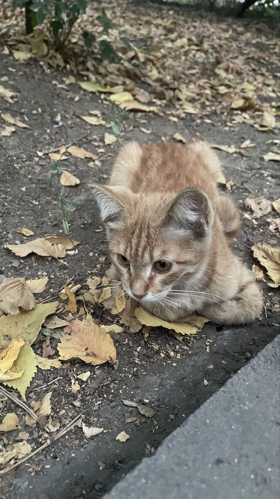 Котёнок бесплатно