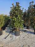 Plante Verzi, Sănătoase și Gata de Plantat – Poze Reale la Cerere