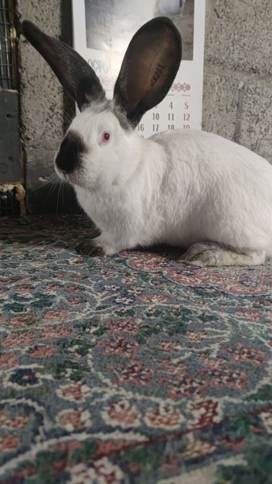 Uriaș de Transilvania