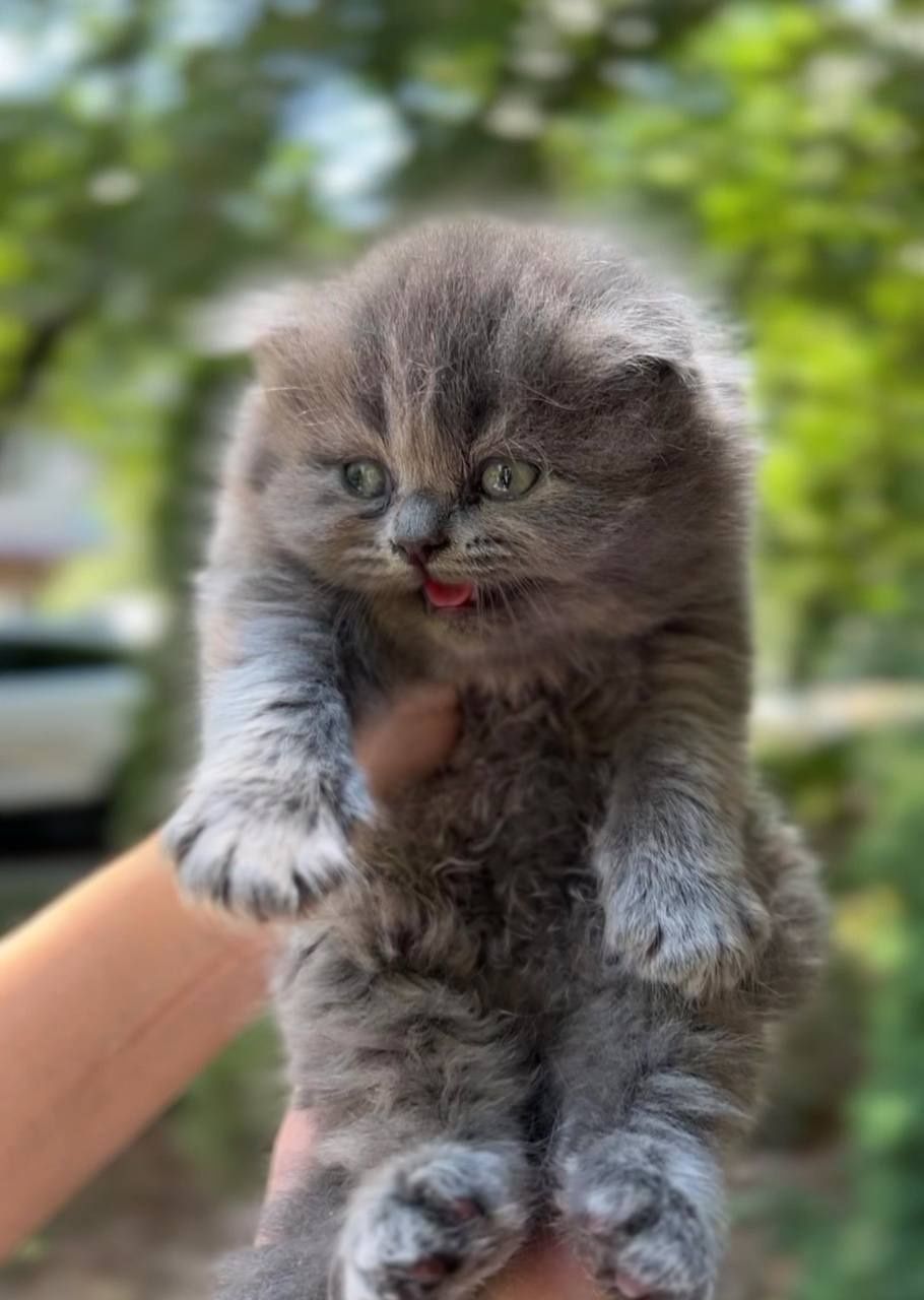 Породистые котята