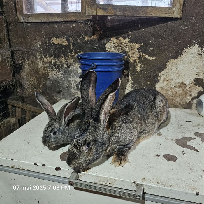 Pui uriaș belgian gri