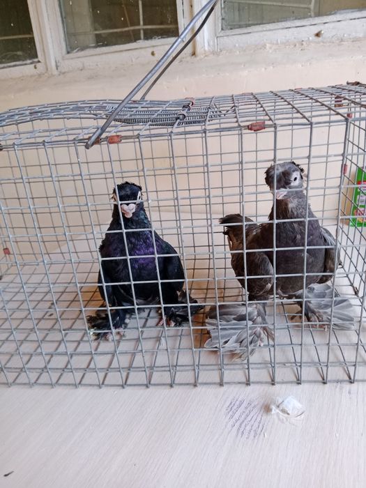 Продам малоносых голубей