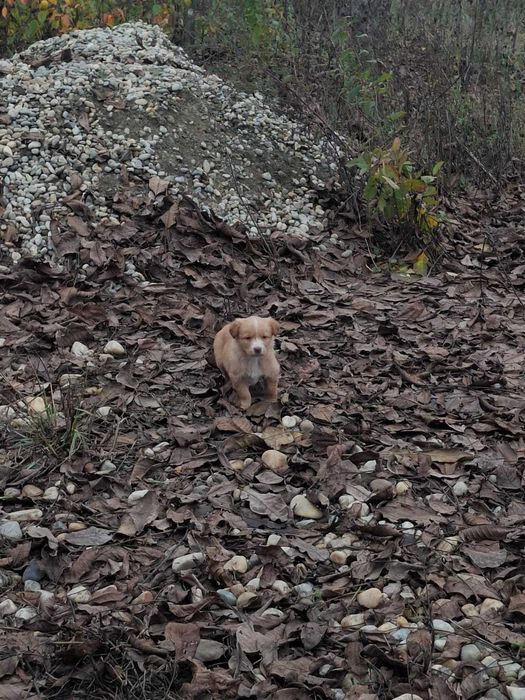 Catelusi pentru adoptie