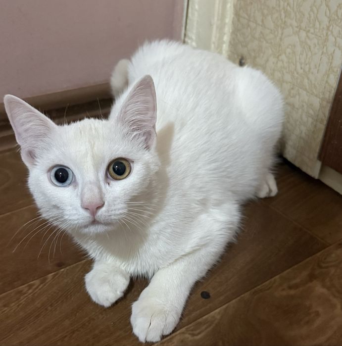 Скоттиш страйт разноцветными глазами