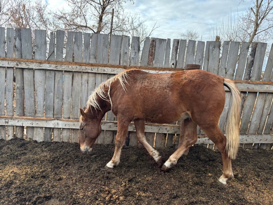Тайлар сатылады