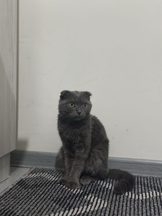 Mushuk sotiladi parodali mushuk