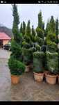 Vand tuia smarald columna braband Lelandi scharocheti magnolia spirale