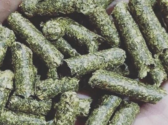 Lucerna peleti / granule