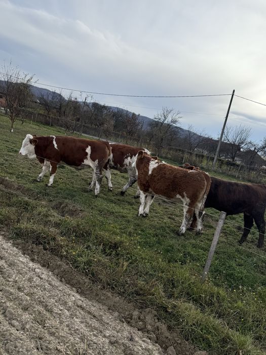 Vand 3 vițele si un vițel