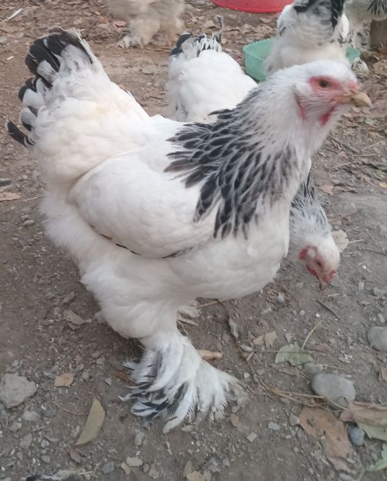 Bra tovuqlari sotiladi