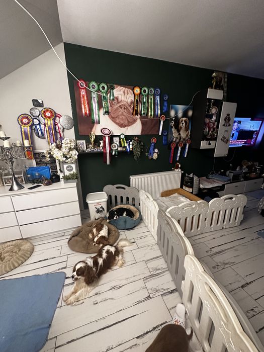 Cavalier king charles Spaniol