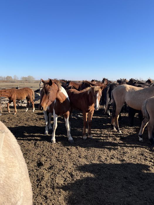 Жабагы сатылады