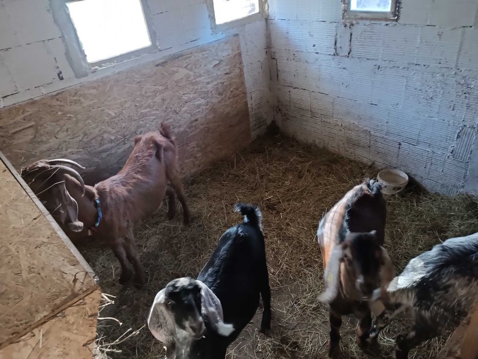 Млада породиста коза