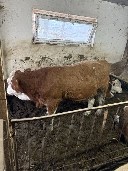 Tauras, vitei de vanzare