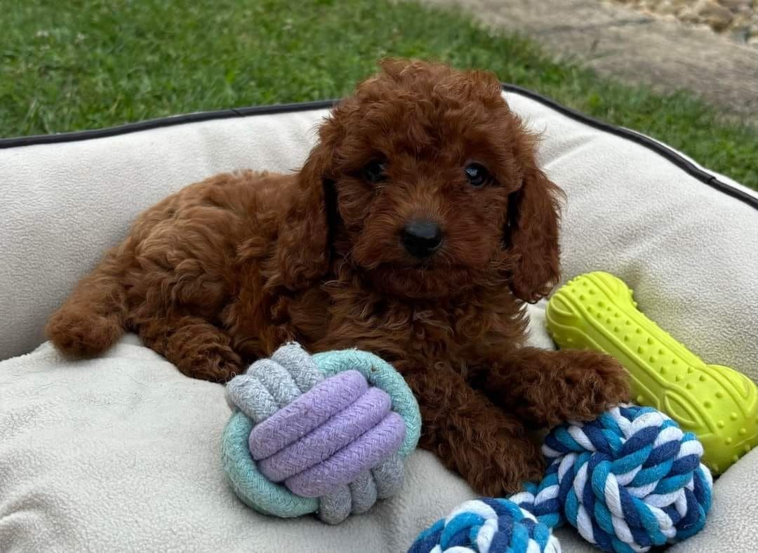 Pui Pudel-Caniche - Poodel roscat - aprocot deosebit toy