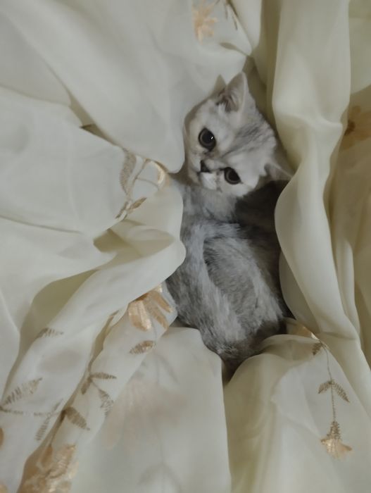 Снуп. Японский экзо кошка