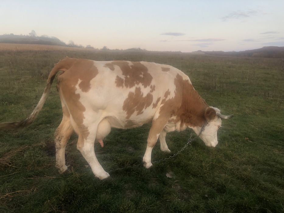 Vand vaca baltata romaneasca