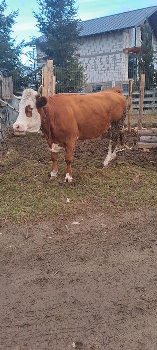 Vind vacă 5ani gestantă