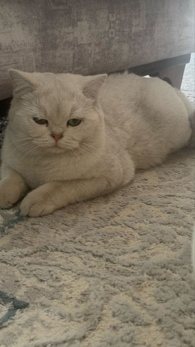 Продается очаровательная кошечка породы Серебристая шиншила
