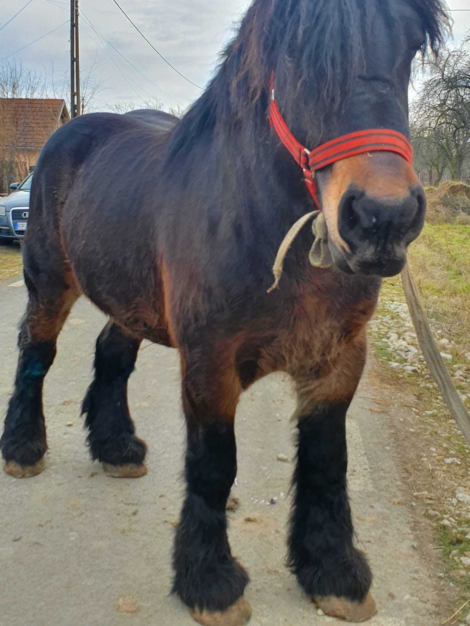 De vînzare Armasar Ardennez de monta adus din Franta 3 ani jumate