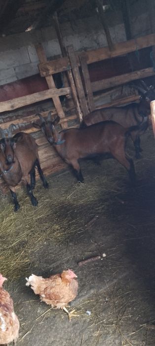 Vînd 2 Țapi alpin francez