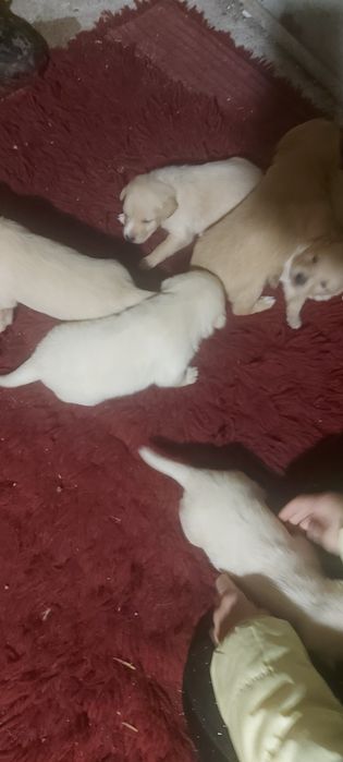 Подаряват се кученца