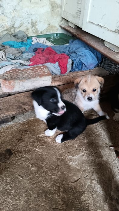 Подарявам две кученца момче и момиче