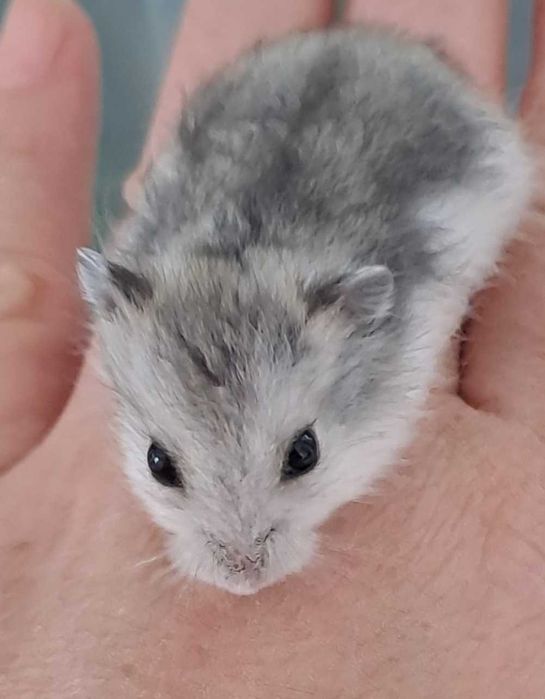 Puiuți de hamster foarte blânzi și drăguți