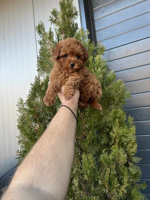 Той пудел мъжки и женски