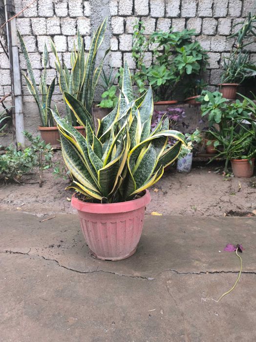 Продам комнатные цветы сансиверия