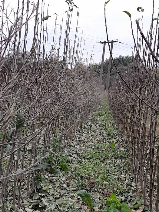 Vând pomi fructiferi