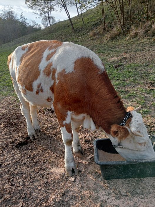 Vind juninca gestanta