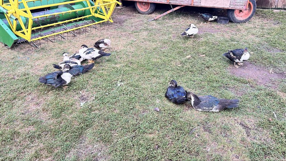 Rațe mute de vanzare