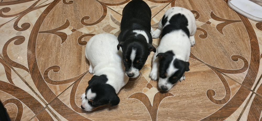 Продавам малки Джак Ръселчета