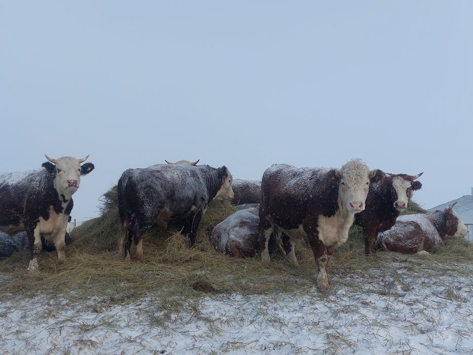 Продам Бычков на убой, живой вес 480+, в кол-ве 80 голов, Цена 1850 тг