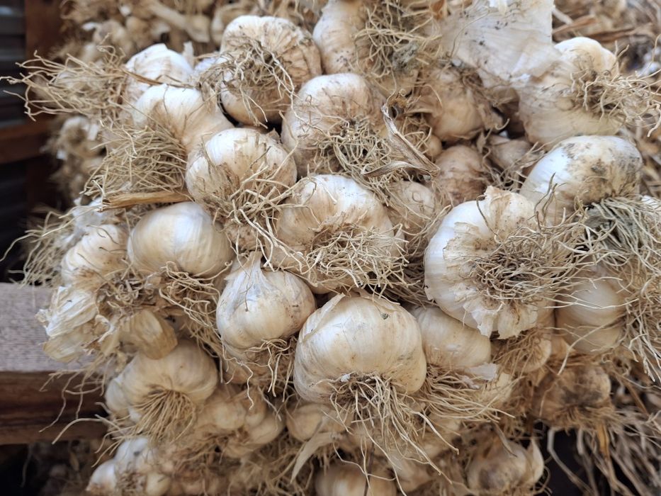 Sămânță usturoi de Copalau