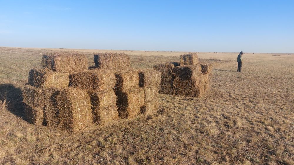 Продам сено разнотравье
