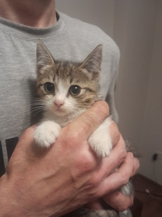 Отдам котят в добрые руки