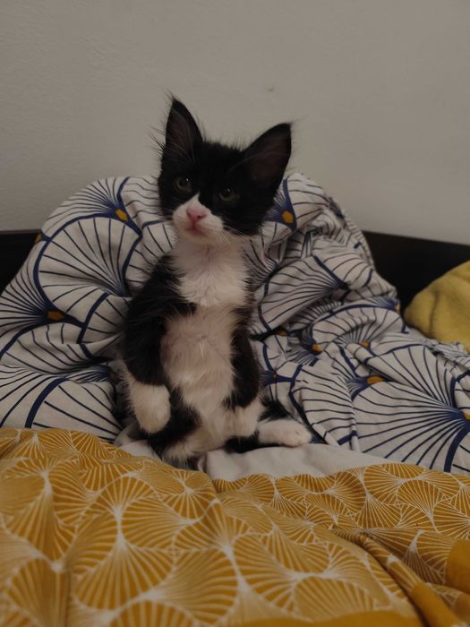 Котенце Пелмен търси дом