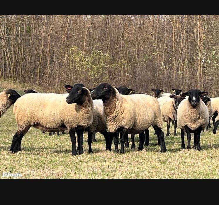 Oi suffolk cu pedigree