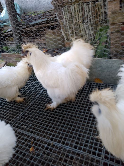 Oferta!Cocosi mătase japoneza!