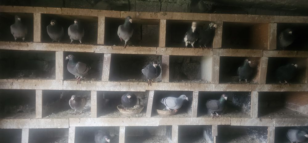 Porumbeii duduros-stil vechi- voiajor italian