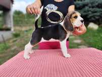 Fetița beagle cu Pedigree