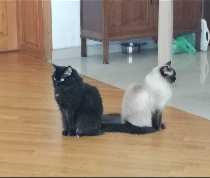 2 сладки котки от породата парцалена кукла