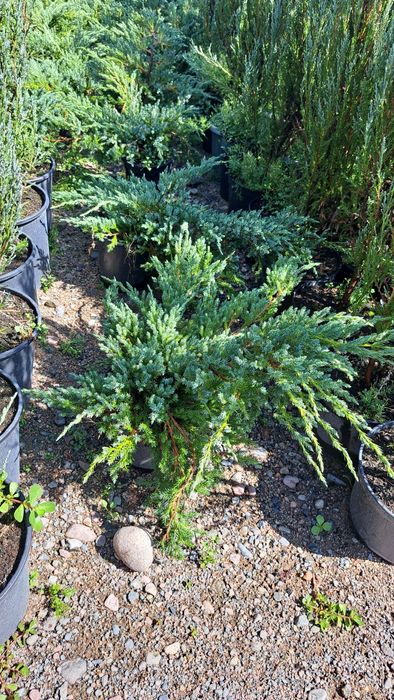 Можжевельник Блю карпет