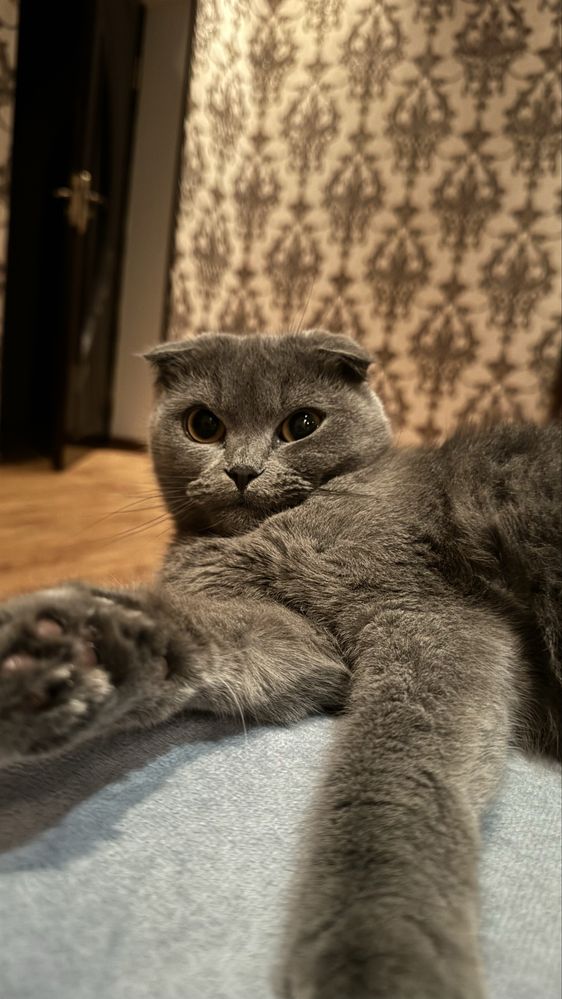 Шотландская веслоухая кошка ( девочка ) возраст 1 год и 10 месяцев