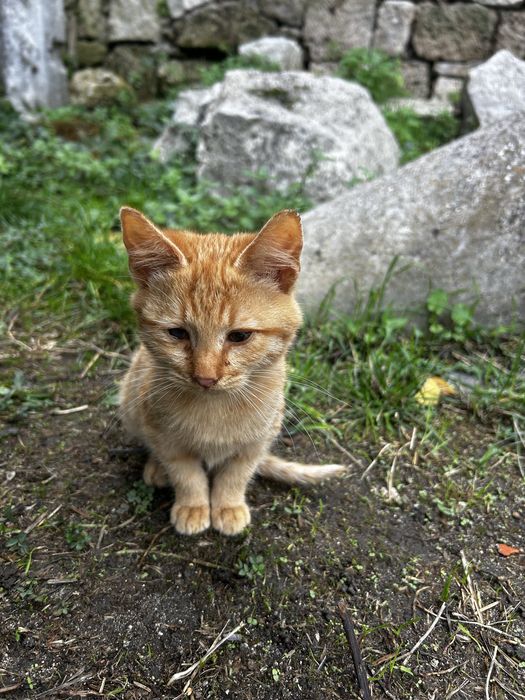 Подарявам котенца - мъжко и женско