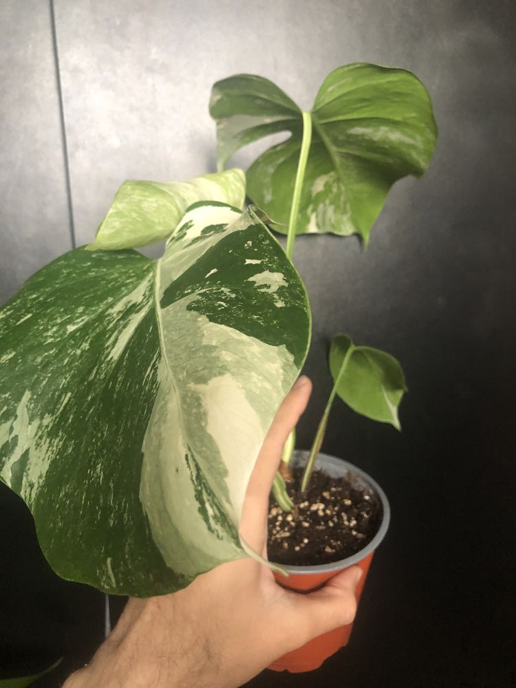 Monstera Albo Variegata
