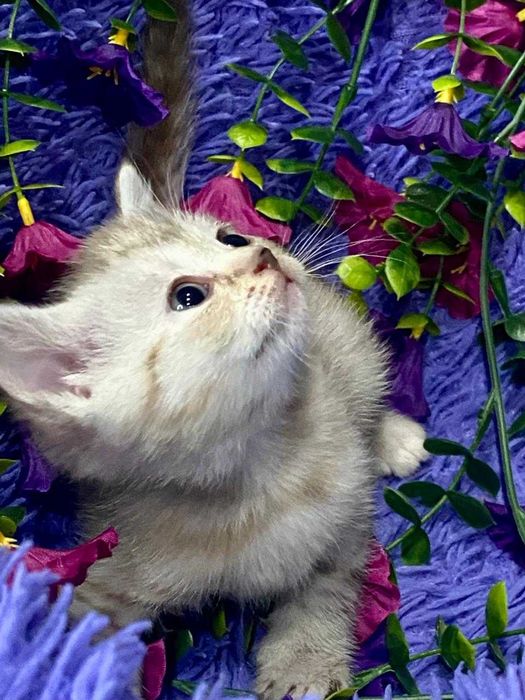 скоттиш страйт  шотландские малыши