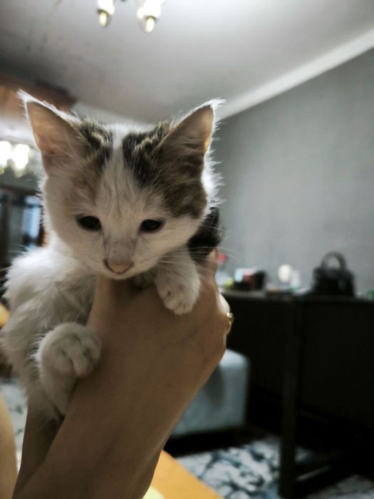 Котенок девочка  !